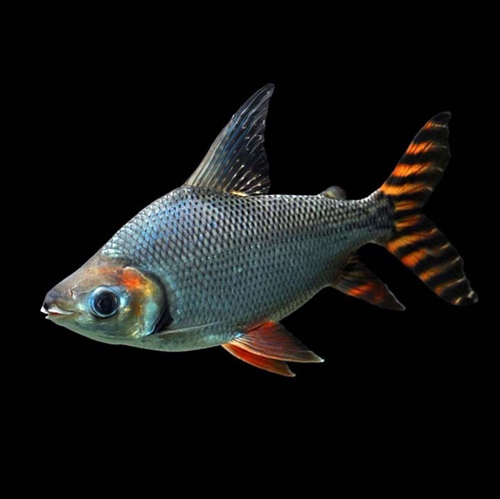 Temerloh Straight striped Phoenix fish