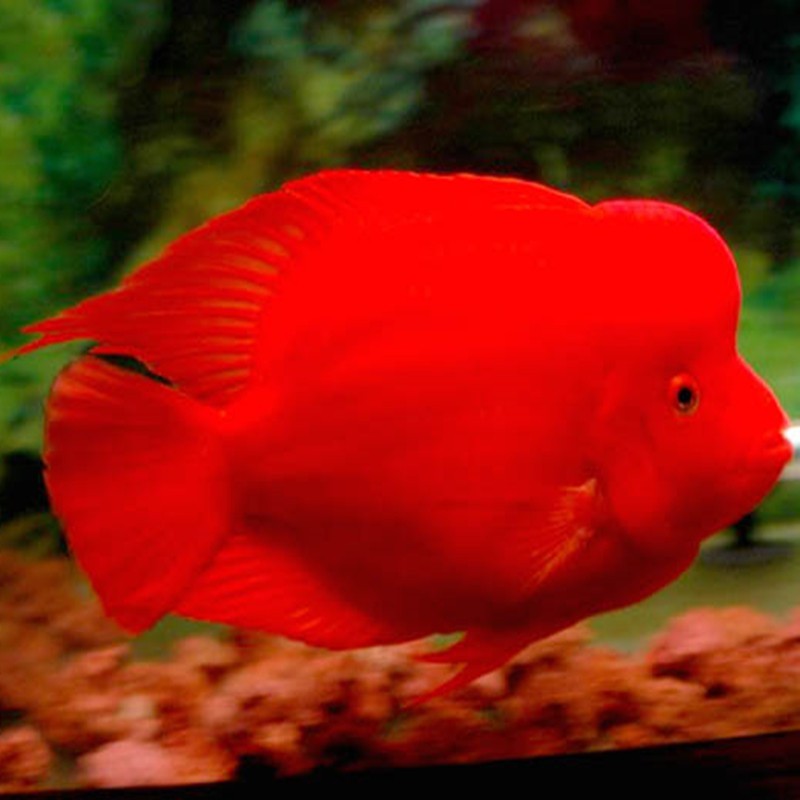 Temerloh Caishen parrot fish - red Caishen fish