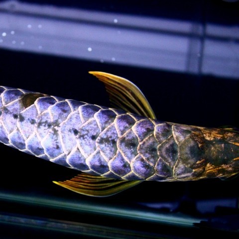 Temerloh Blue backed Arowana