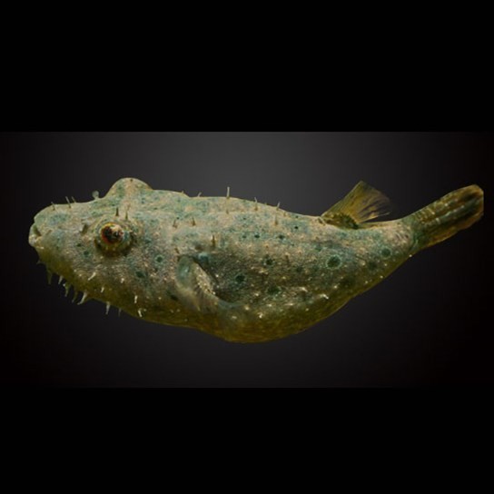 Temerloh Hairy dog head fish