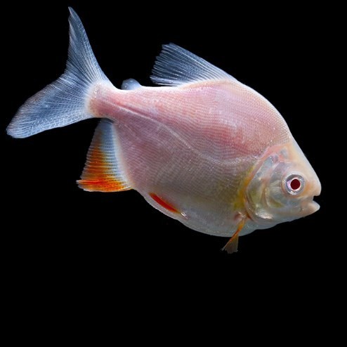 Temerloh Baizi silver plate fish