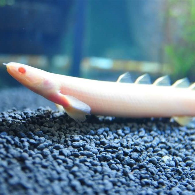 Temerloh Albino nine horned Arowana