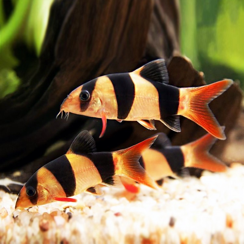 Temerloh Emperor Sanjian rat fish