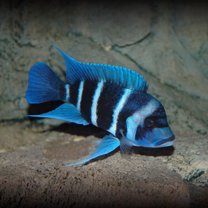 Temerloh Ibaka fish