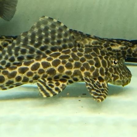 Temerloh Leopard fish