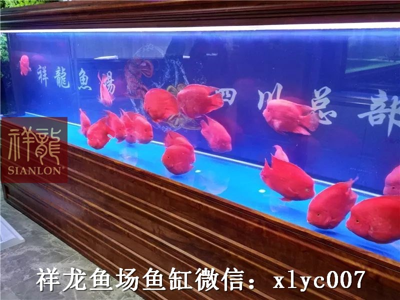 Temerloh Custom made aquarium in hotel exhibition hall