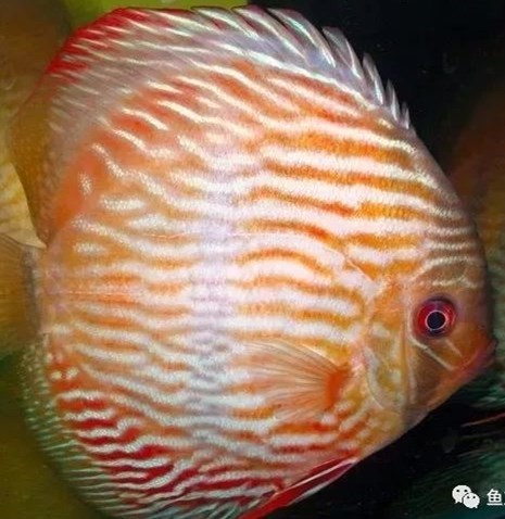 Temerloh Hegel wild color fish with brown red background