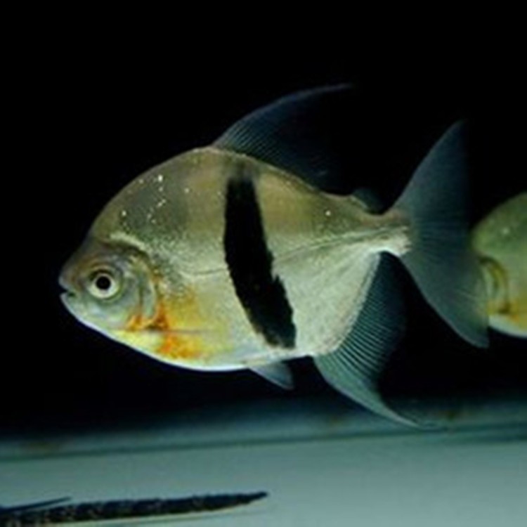 Temerloh Thick line silver plate fish