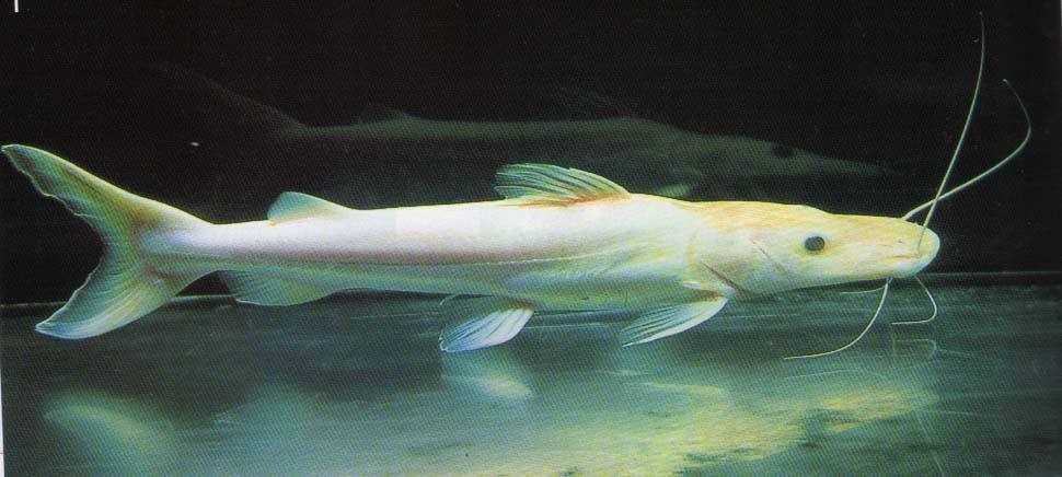 Temerloh Albino duck billed fish