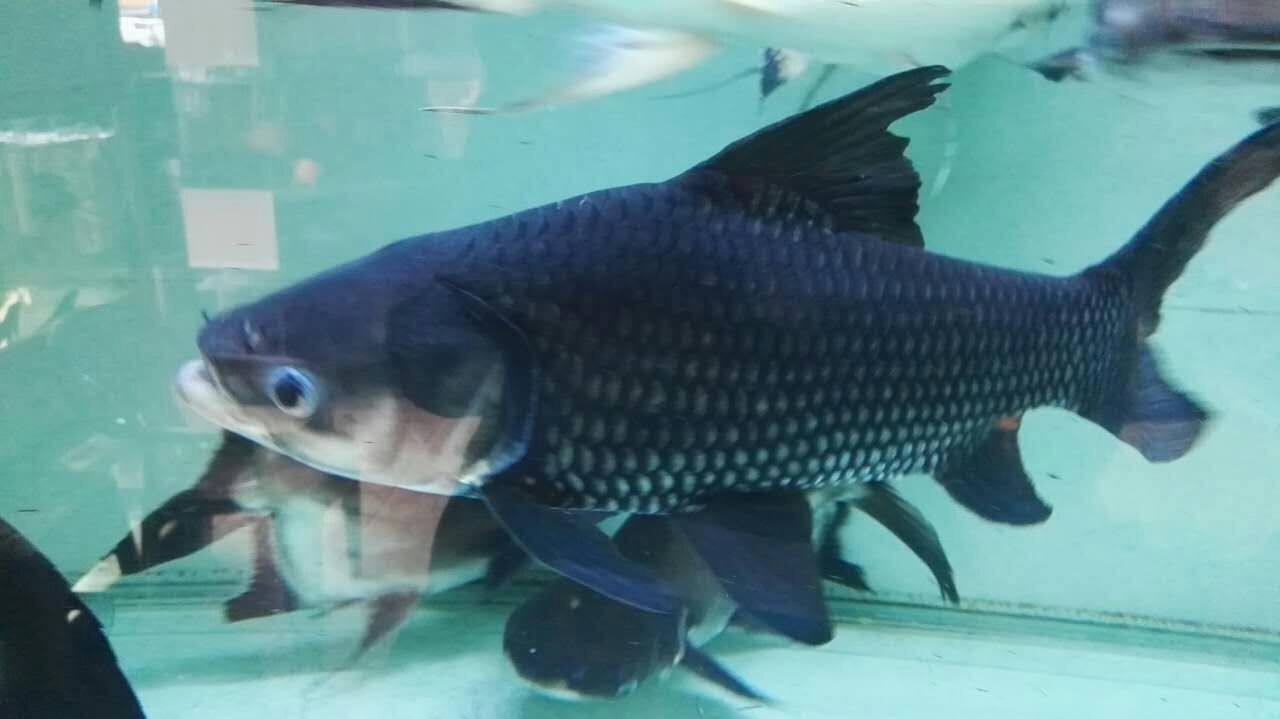 Temerloh Siamese giant carp