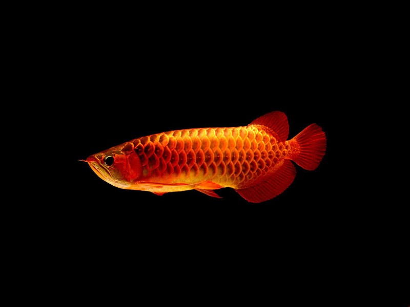 Temerloh Red arowana with blue background