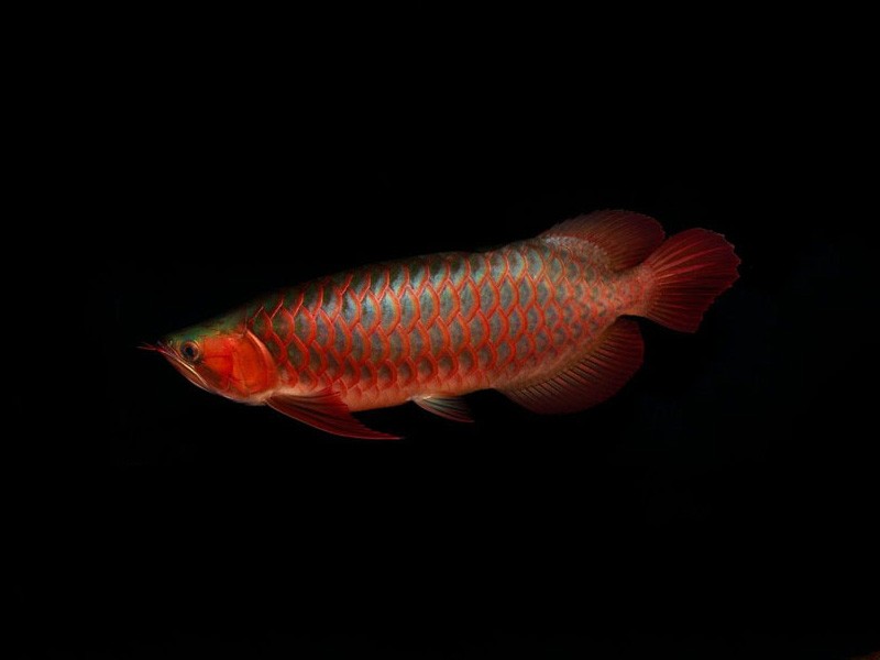 Temerloh Red arowana with green bottom