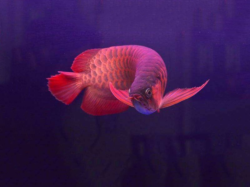 Temerloh Chili red arowana 2