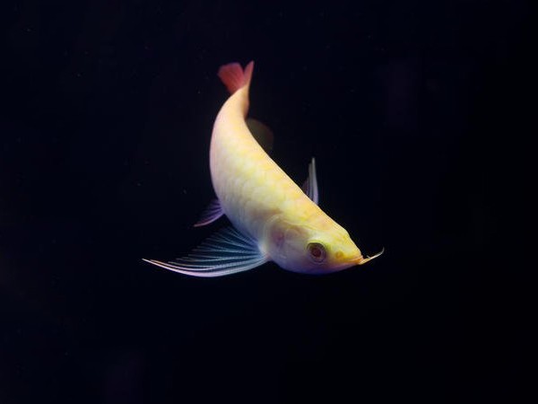 Temerloh Albino red Arowana