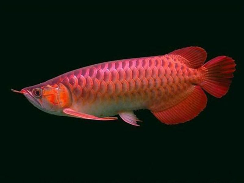 Temerloh Chili red Arowana