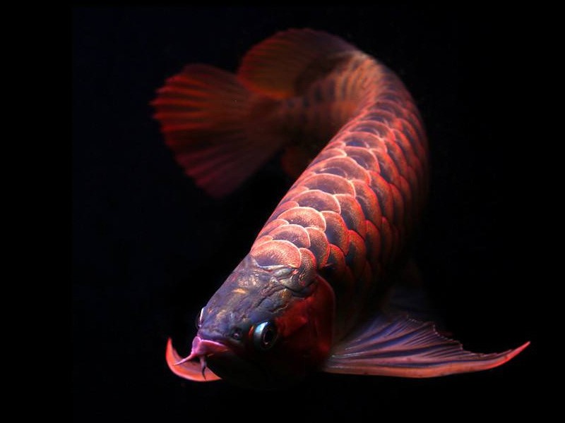 Temerloh Orange red Arowana