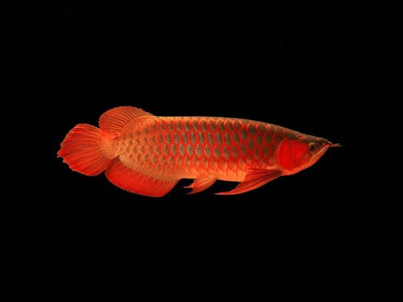 Temerloh Red bottom red Arowana