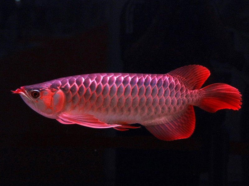 Temerloh Great Lake red Arowana